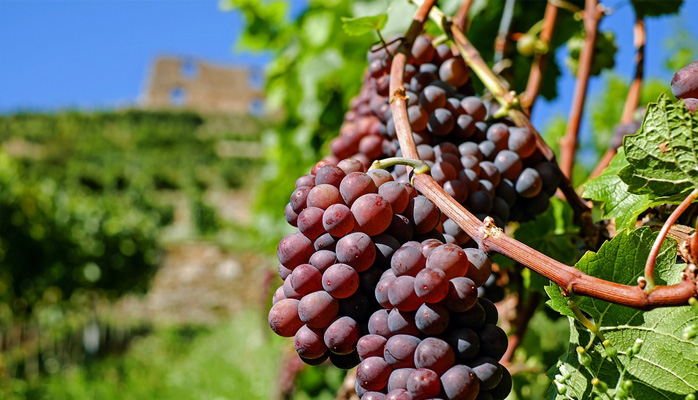 « La viticulture est un métier d’une grande violence, climatique et financière »