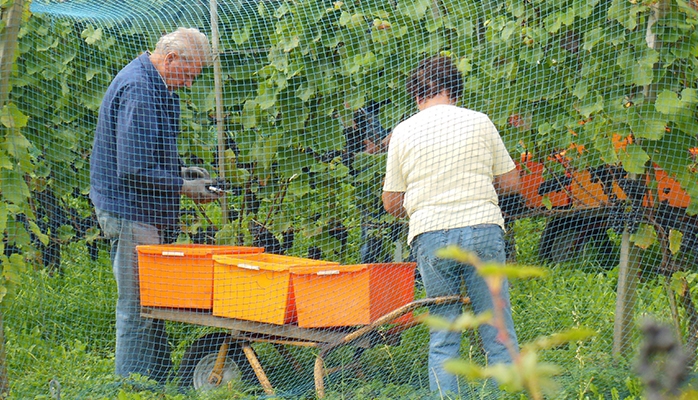 Un tiers des salariés agricoles sont des saisonniers