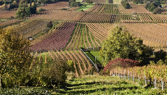 Cognac : des viticulteurs profitent d’une faille juridique pour gagner des vignes