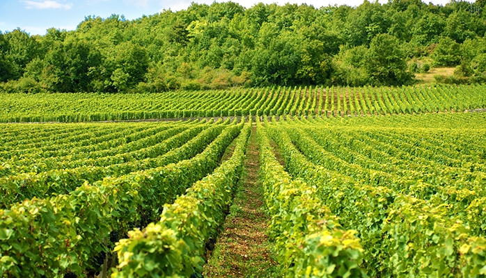 L’UE accorde une aide supplémentaire aux viticulteurs