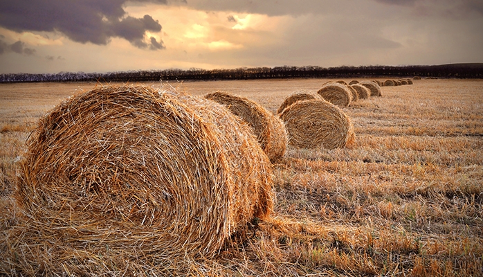 Bail rural : une petite parcelle n'échappe pas forcément au fermage 