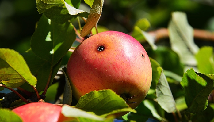 Alimentation : point sur le projet de loi visant à mettre en place le "nutri-score"