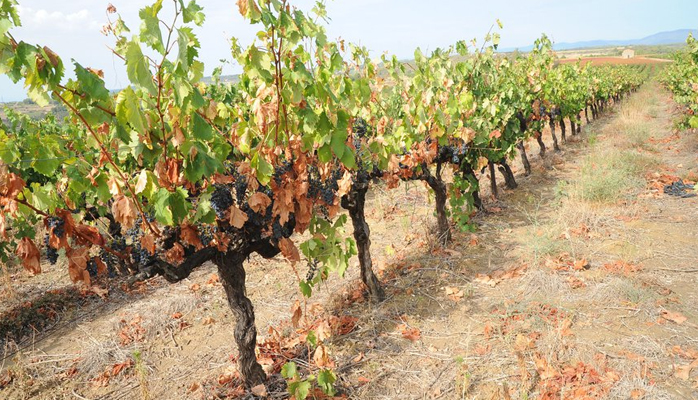 Sécheresse dans l'Hérault : pour protéger les vignes, se servir des pluies d’hiver - Crédit photo : © midilibre.fr