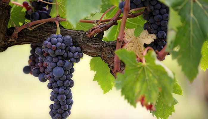 Sauver la marque Sud de France en changeant le nom du vignoble Languedoc Roussillon