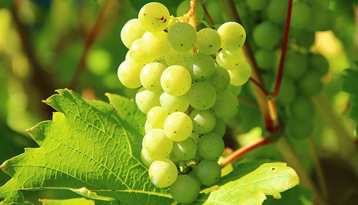 Les viticulteurs pourront déroger à la réglementation sur les traitements à base de cuivre pour lutter contre le mildiou